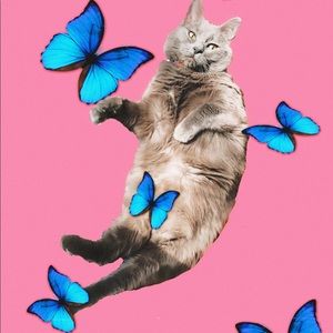 Meet your Posher, Bailey